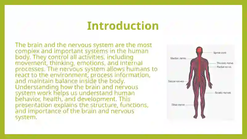 Brain and the Nervous System