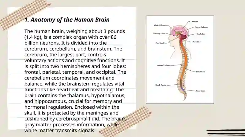Anatomy of the Human Brain