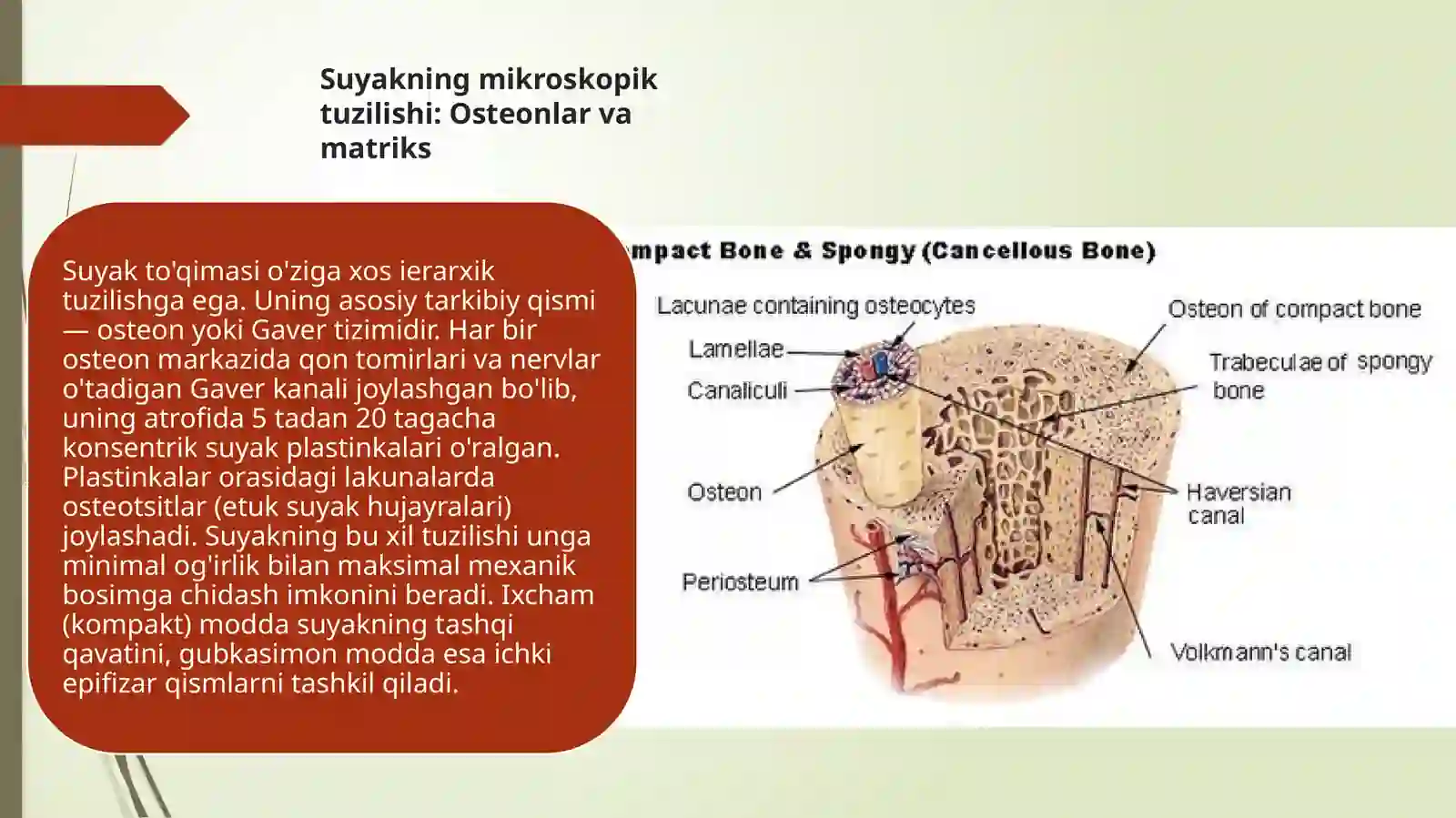 Suyak to’qimalarining minnerllashuvi uning tartibga solinishi va ...