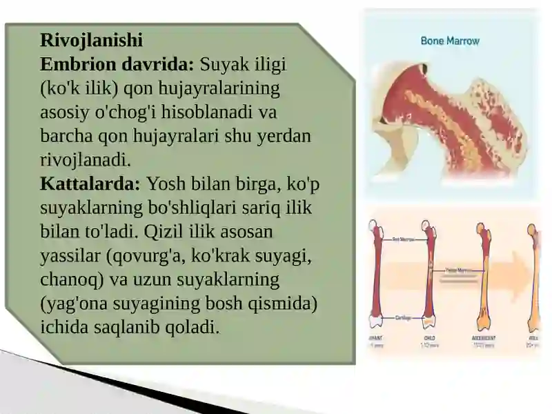 Suyak iligi rivojlanishi, tuzilishi, vazifasi. Qizil ilik, sariq ilik.