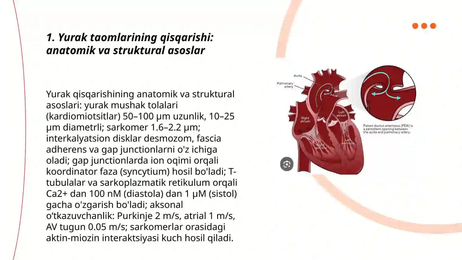 Yurak taomlarining qisqarishi: anatomik va struktural asoslar