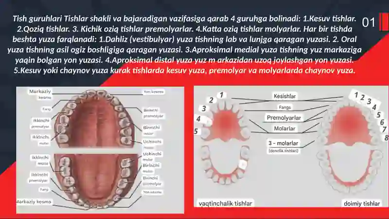 tishlarfiziologiyasi