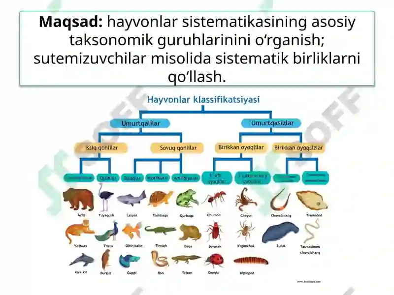 hayvonlar-sistematikasi
