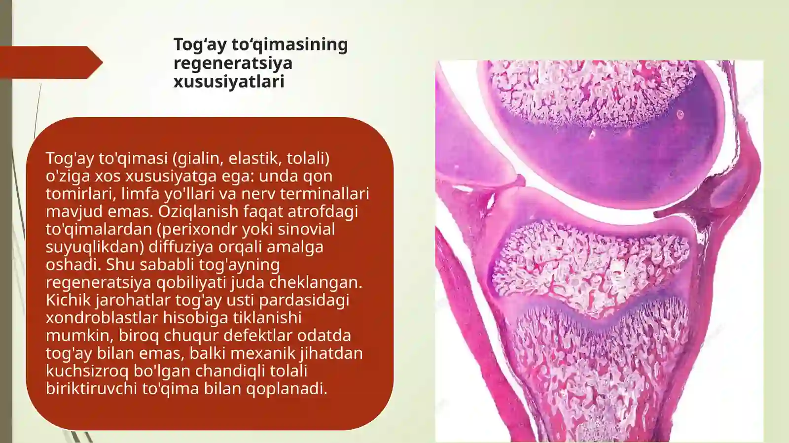 Suyak to’qimalarining minnerllashuvi uning tartibga solinishi va ...