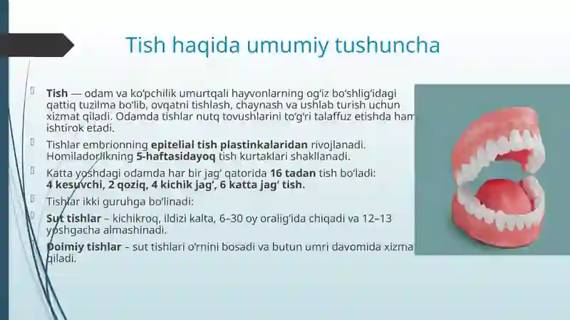 tishlarning-tuzilishi-anatomik-va-gistologik-tuzilishi