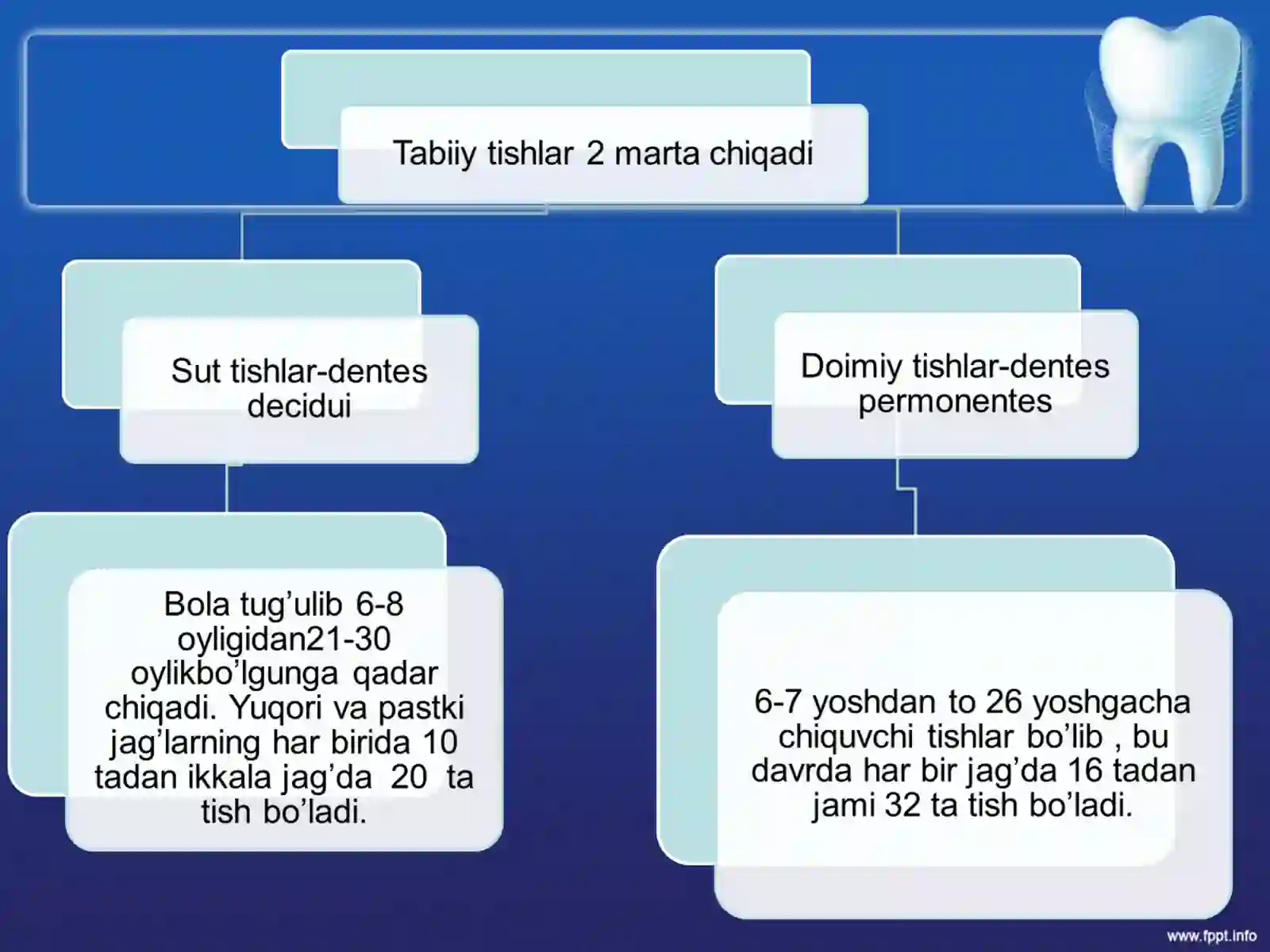 tishlarning-anatomik-va-gistalogik-tuzilishi-slayd-prezintatsiya