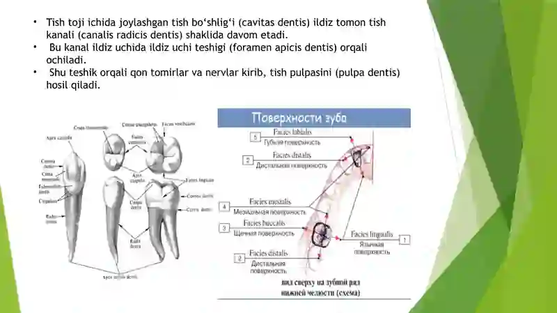 tishlarning-xususiy-anatomiyasi