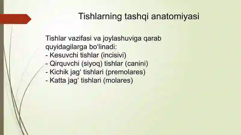 tishlar-anatomiyasi-va-gistalogiyasi