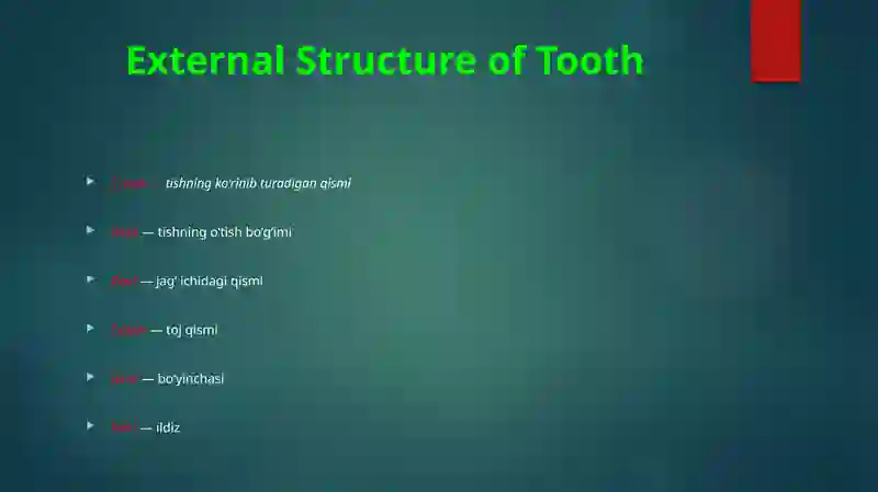TOOTH ANATOMY