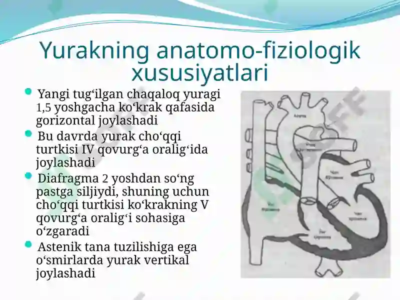 BOLALARDA YURAK-QON TOMIR TIZIMINING ANATOMO-FIZIOLOGIK XUSUSIYATLARI