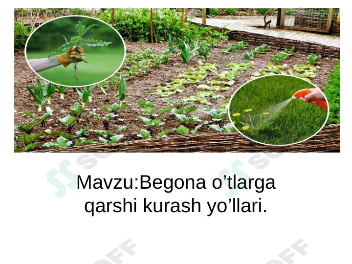 Begona o'tlarga qarshi kurash yo'llari