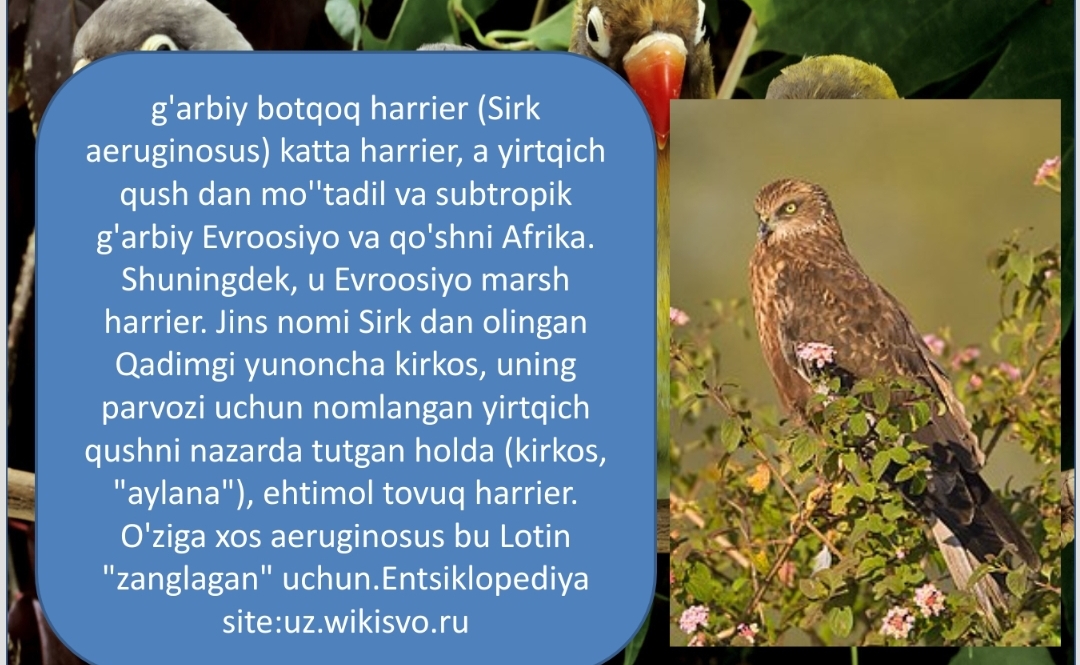 zoologiya ; yirtqich qushlar g`arbiy botqoq harrier ,soz , qarchig`ay pptx