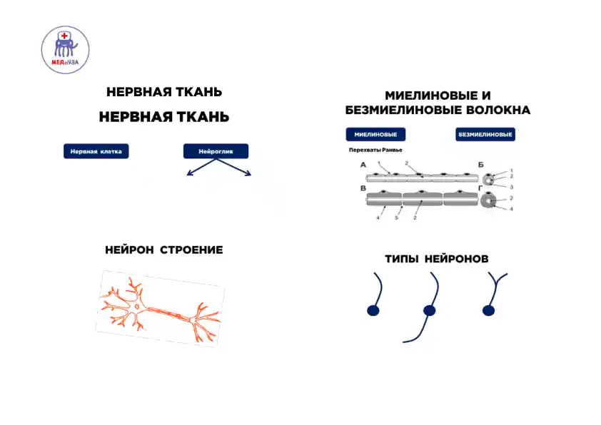 НЕРВНАЯ ТКАНЬ