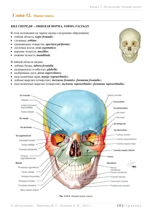 Остеология. Осевой скелет