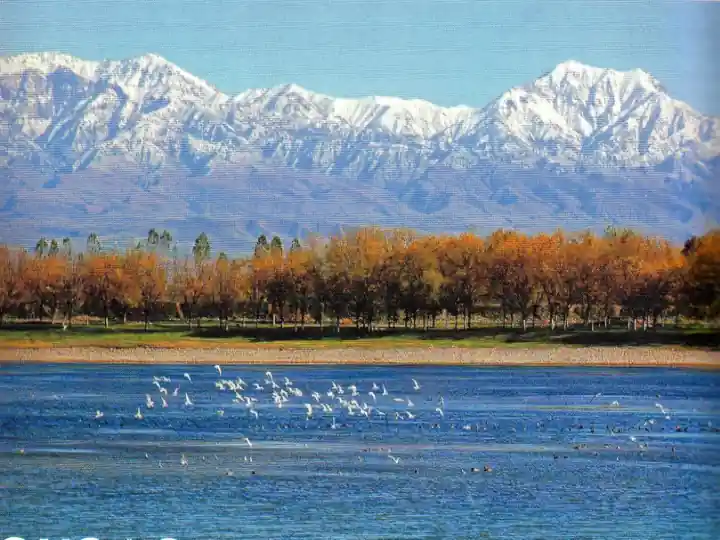 O'zbekishi, paxtaishi siyosati