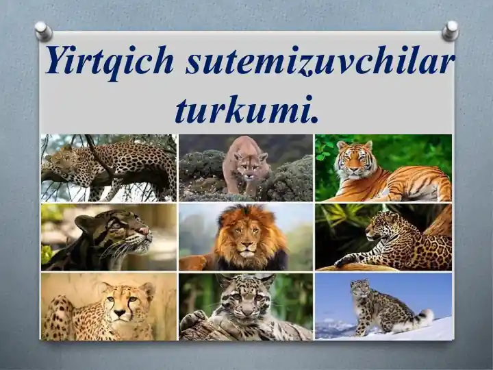 Yirtqich sutemizuvchilar turkumi