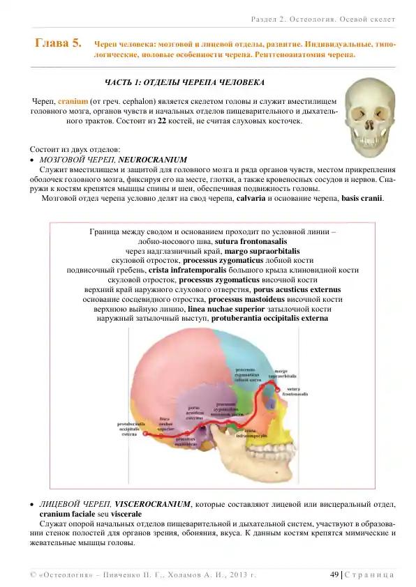 Череп человека: мозговой и лицевой отделы