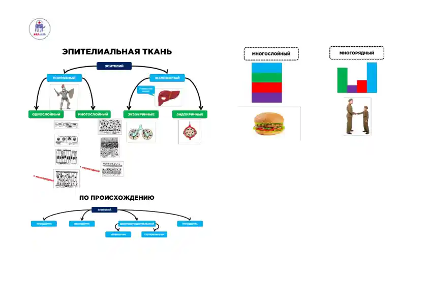 ЭПИТЕЛИАЛЬНАЯ ТКАНЬ