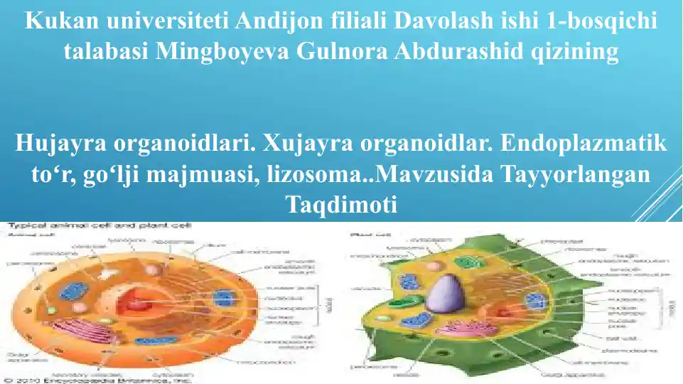 Hujayra Organoidlari