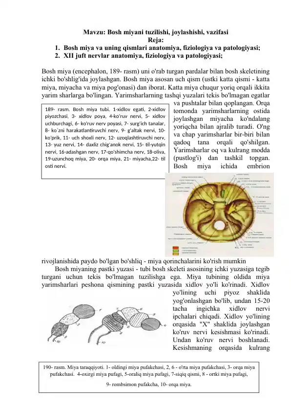 Bosh miyani tuzilishi, joylashishi, vazifasi