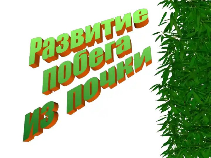 Razvitie pobega iz pochki Seleznevoy Aleny