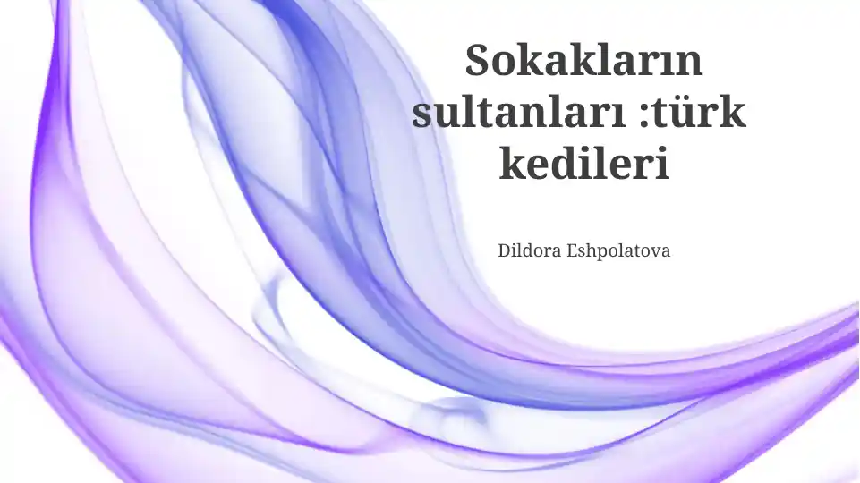Sokakların Sultanları: Türk Kedileri