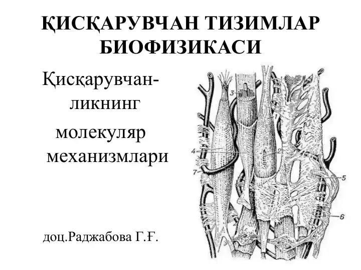 Қисқарувчан тизимлар биофизикаси