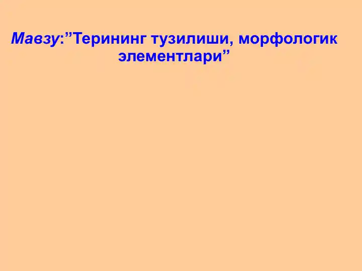 Терининг тузилиши, морфологик элементлари