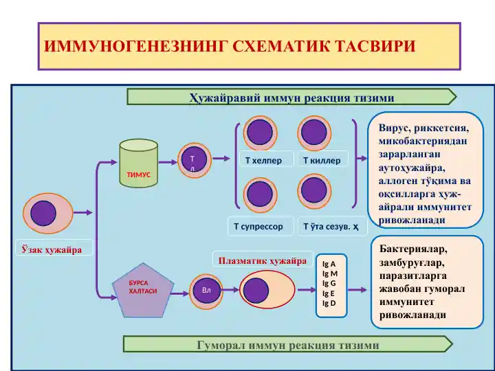 Immunogenizning Sxematik Tasviri
