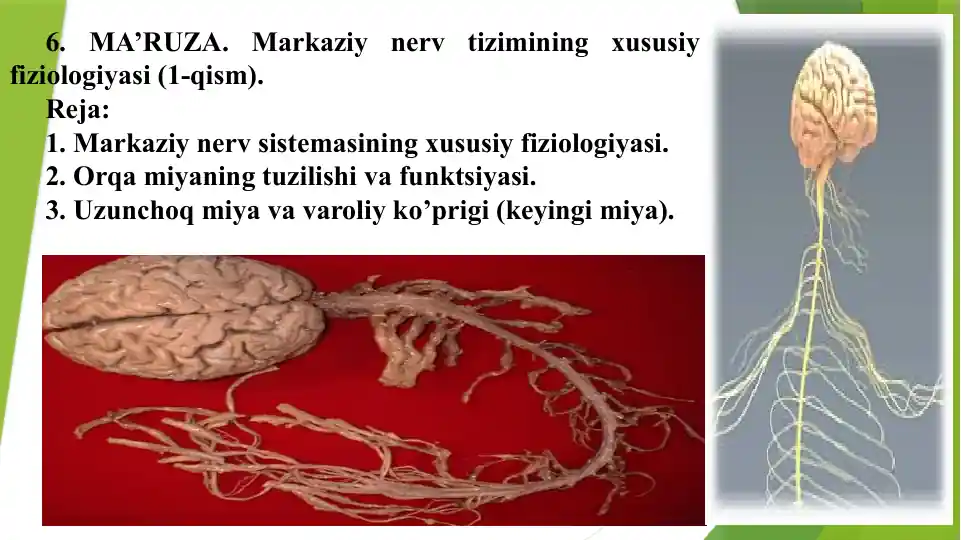 Markaziynervtizimining xususiy fiziologiyasi(1-qism)