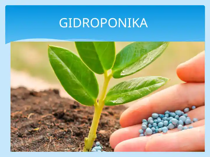 GIDROPONIKA