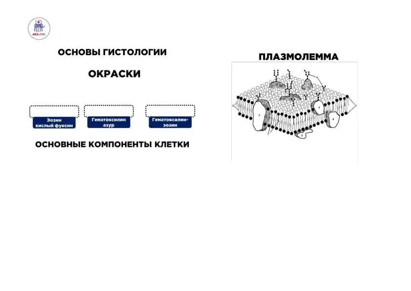 ОСНОВЫ ГИСТОЛОГИИ