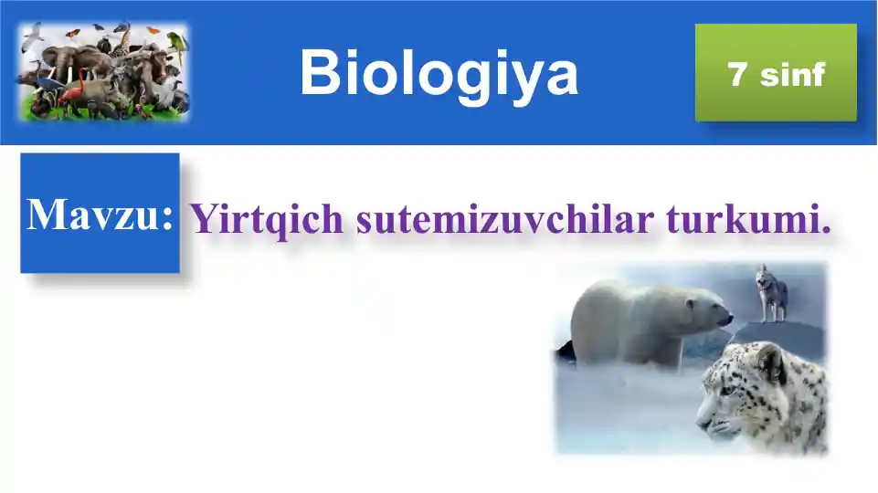Yirtqich sutemizuvchilar turkumi