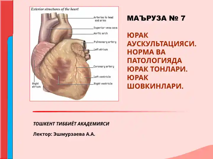Yurak auskultatsiyasi. Norma va patologiyada yurak tonlari. Yurak shovkinlari
