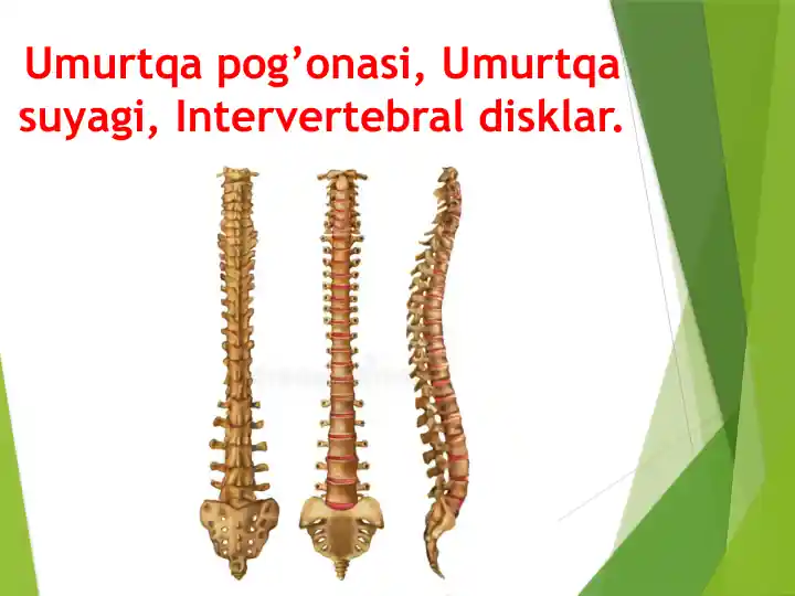 Umurtqa pogāonasi, Umurtqa suyagi, Intervertebral disklar.