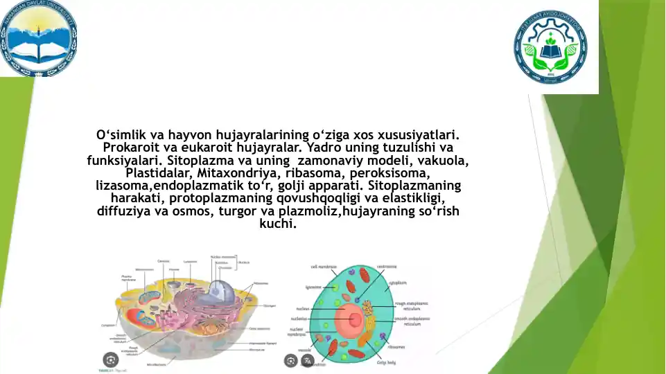 O'simlik va hayvon hujayralari