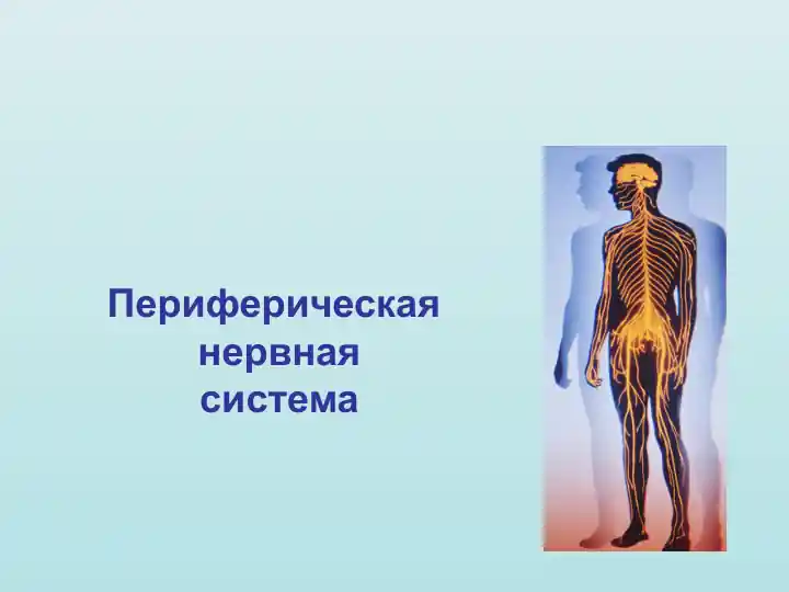 Периферическая нервная система