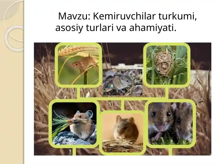 Kemiruvchilar turkumi - Rodentia