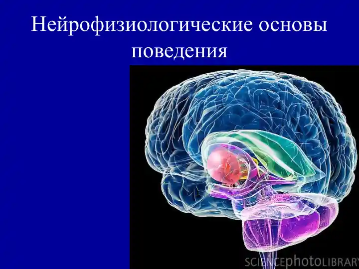 Нейрофизиологические основы поведения