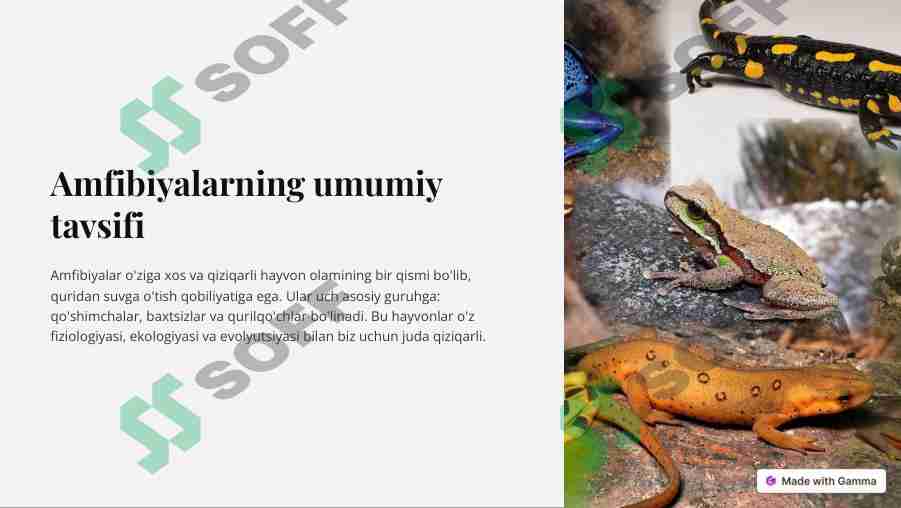 Amfibiyalarning umumiy tavsifi