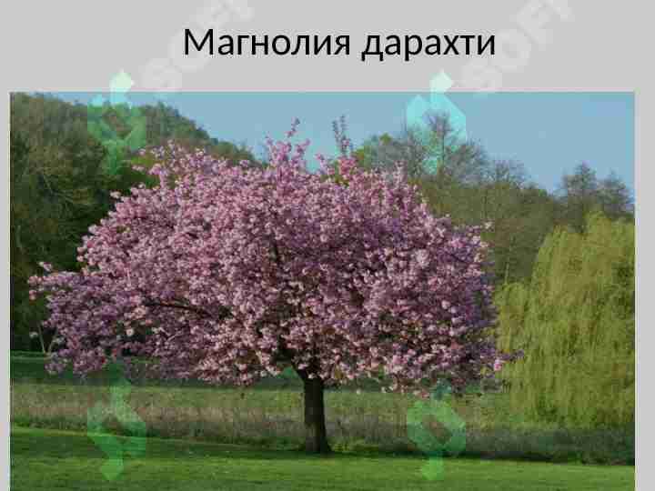 Magnoliya va lola daraxti