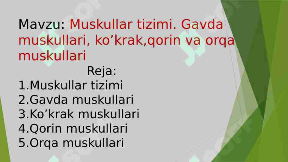 Muskullar tizimi. Gavda muskullari, ko‘krak, qorin va orqa muskullari
