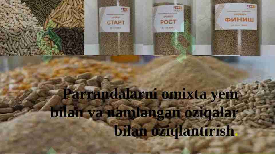 Parrandalarni omixta yem bilan va namlangan oziqalar bilan oziqlantirish