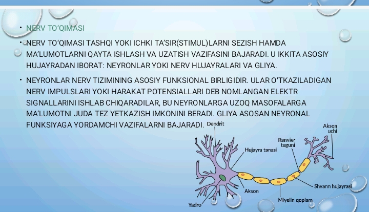 Hujayra va to`qimalarning moslashuv reaksiyalari. Tashqi muhitning noxush fizik va kimyoviy omillari ta`siriga moslanish jarayonlarining morfologik asoslari