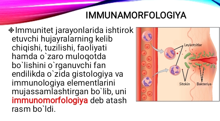 Immun-himoya mexanizmlarining morfologik asoslari