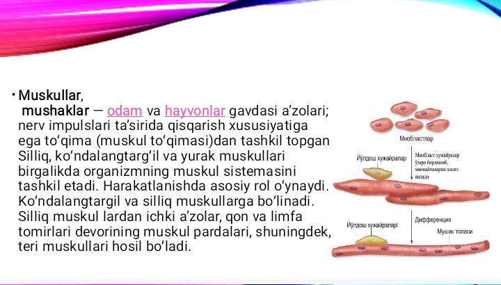 Mushak qisqarish mexanizmi morfologik asoslari