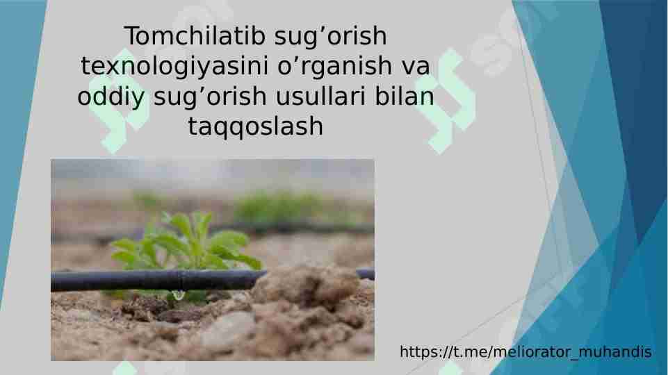 Tomchilatib sug’orish texnologiyasini o’rganish va oddiy sug’orish usullari bilan taqqoslash