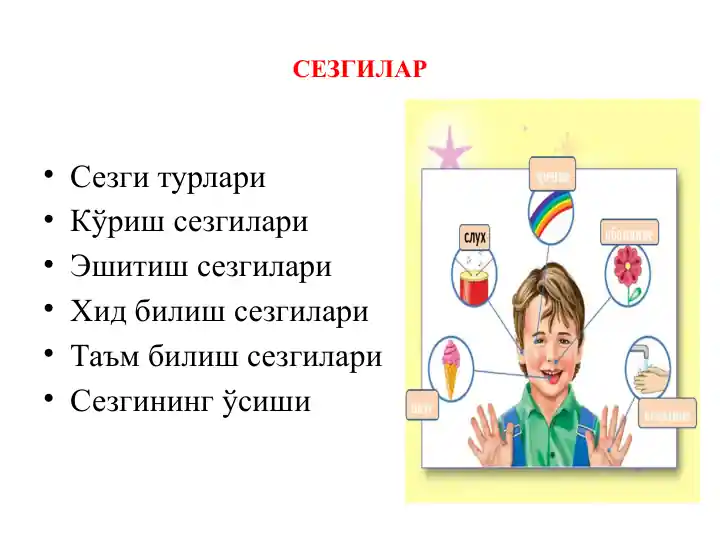 Sezgilar (Sensory Organs)