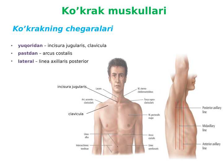 Koʻkrak muskullari