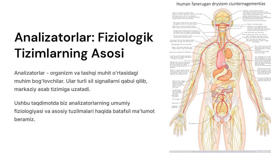 Analizatorlar umumiy fiziologiyasi. Ko`ruv analizatorlari. Eshituv analizatori. Vestibulyar apparat.